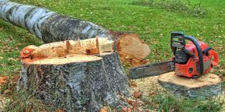 Best Tree Trimming and Pruning  in Auburn, KY