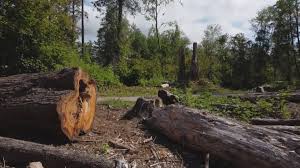 Best Tree Disease Treatment  in Auburn, KY