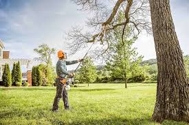 Best Palm Tree Trimming  in Auburn, KY