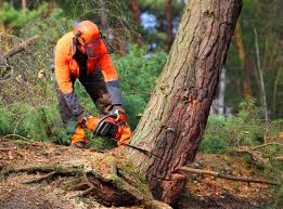 Trusted Auburn, KY Tree Services Experts