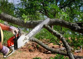 Best Tree Preservation Services  in Auburn, KY