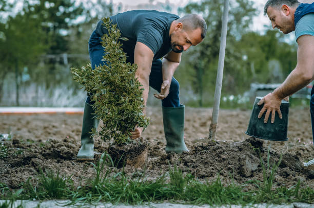 Best Lawn Fertilization  in Auburn, KY