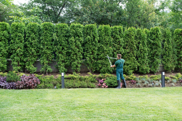 Best Emergency Tree Removal  in Auburn, KY