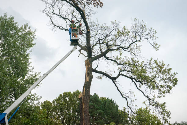 Best Root Management and Removal  in Auburn, KY