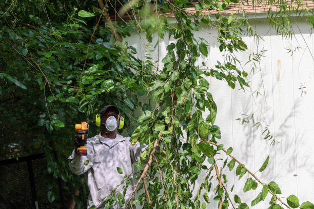 Best Arborist Consultation Services  in Auburn, KY